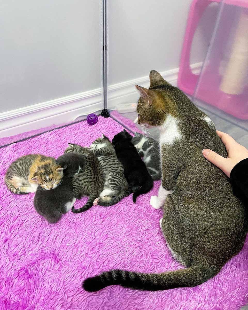 Gata visita a una vecina que fue amable con ella para que sus gatitos puedan vivir mejor 16 Gata cuida de sus bebés