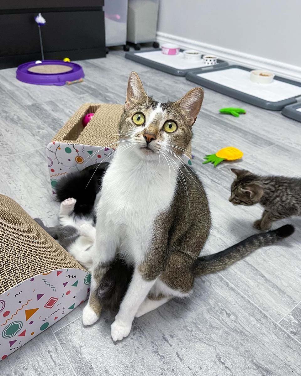 Gata visita a una vecina que fue amable con ella para que sus gatitos puedan vivir mejor 12 Gata visita a una vecina amable con ella