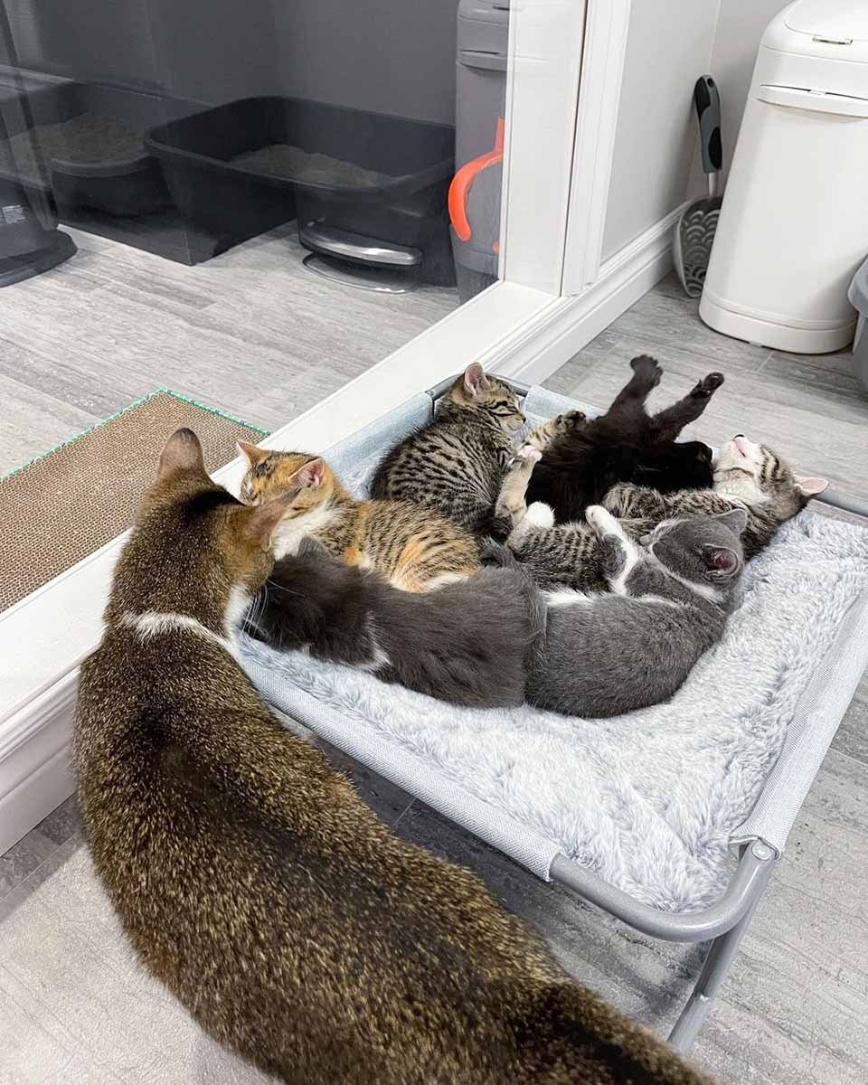 Gata visita a una vecina que fue amable con ella para que sus gatitos puedan vivir mejor 14 Gata visita a una vecina que fue amable con ella