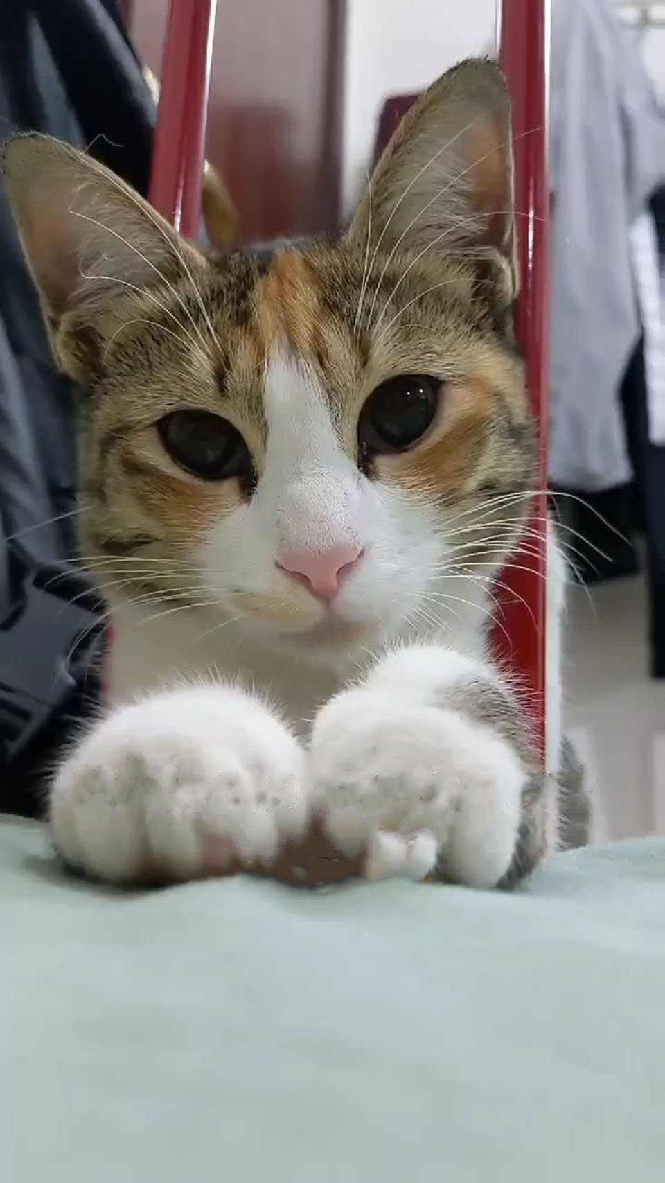 Gatita aparece cada vez que un hombre visita la cafetería y un día insistió en ir a casa con él 7 Gatita aparece cada que hombre visita cafetería