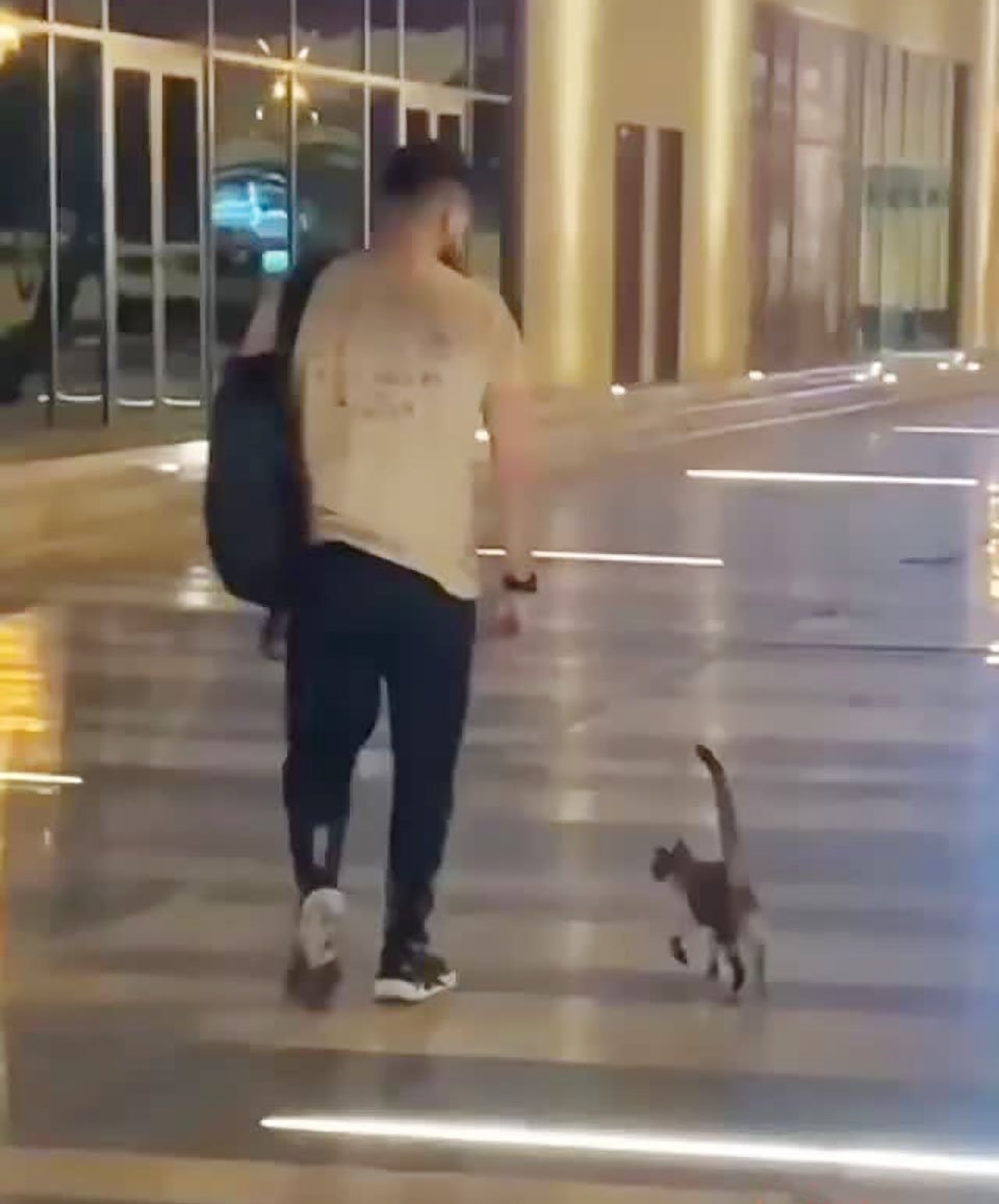Gatita aparece cada vez que un hombre visita la cafetería y un día insistió en ir a casa con él 5 Gatita aparece cada vez que un hombre visita la cafetería