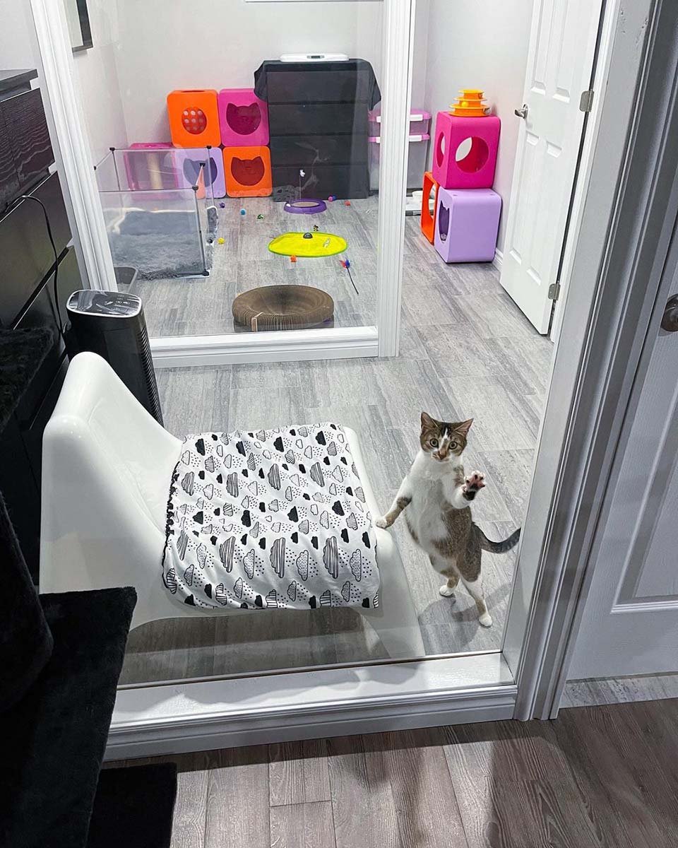 Gata visita a una vecina que fue amable con ella para que sus gatitos puedan vivir mejor 11 Gatita en la puerta de cristal