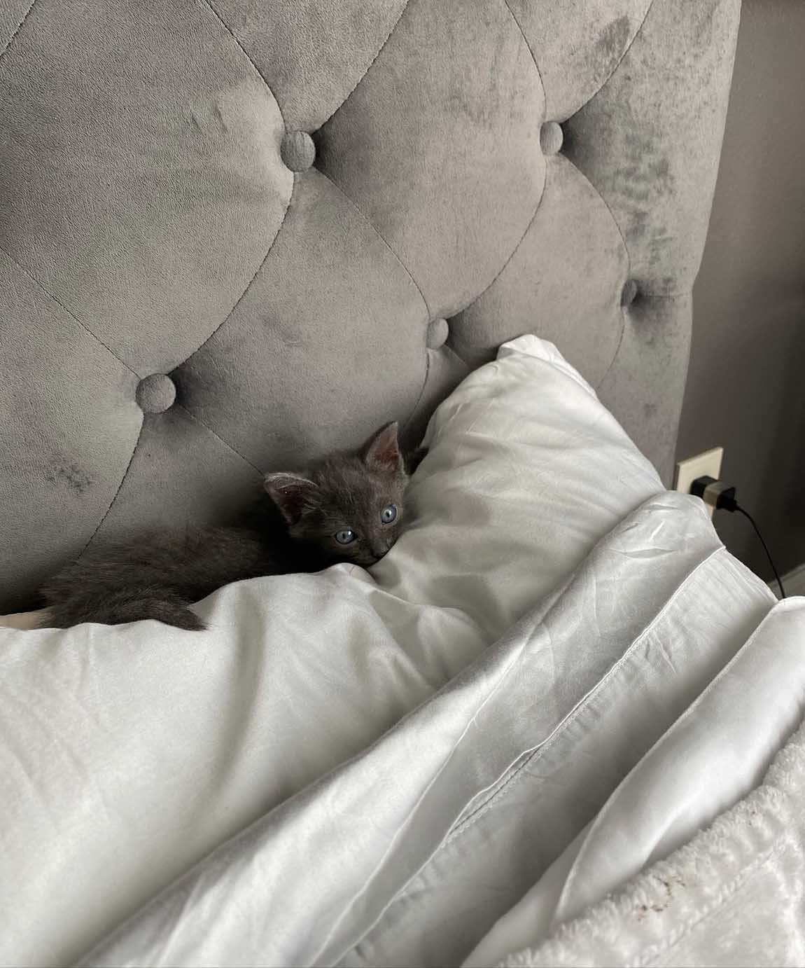 Gatita rescatada insiste en permanecer cerca de la persona que le salvó la vida 13 Felina escondida entre almohadas