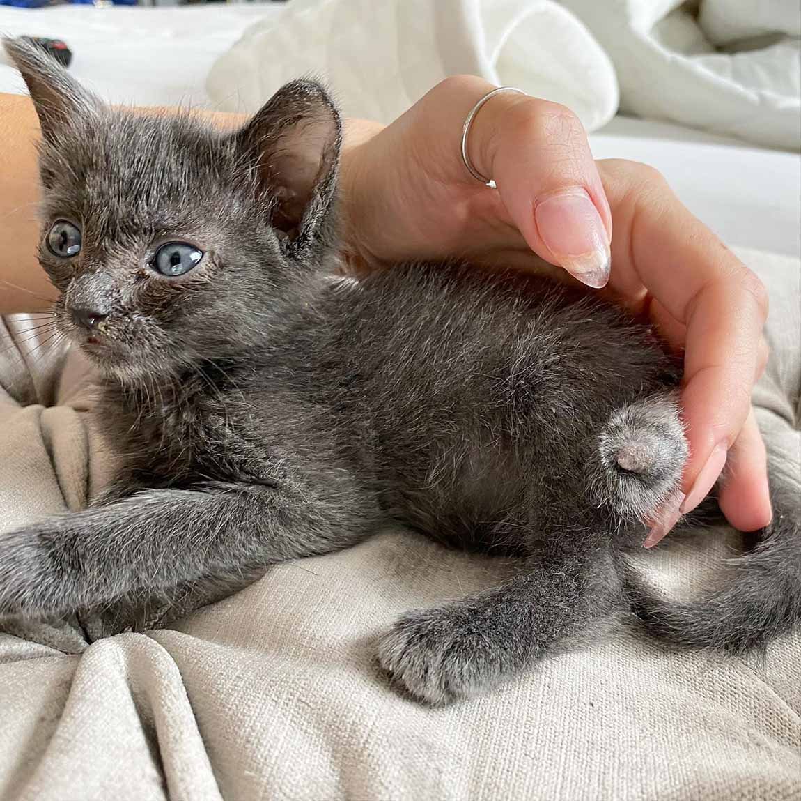 Gatita rescatada insiste en permanecer cerca de la persona que le salvó la vida 10 Gatita rescatada insiste en estar cerca de la persona que la salvó