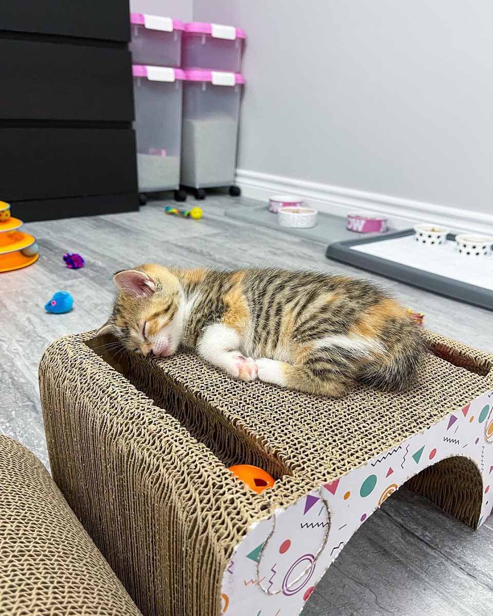 Gata visita a una vecina que fue amable con ella para que sus gatitos puedan vivir mejor 18 Gatita tomando una siesta