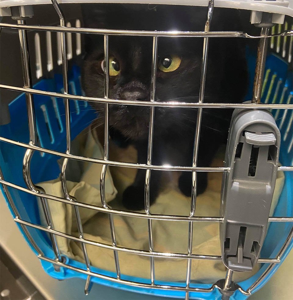 Gatito bizco encontró su camino desde vagar por las calles hasta vivir la mejor vida 10 Gatito bizco encontró