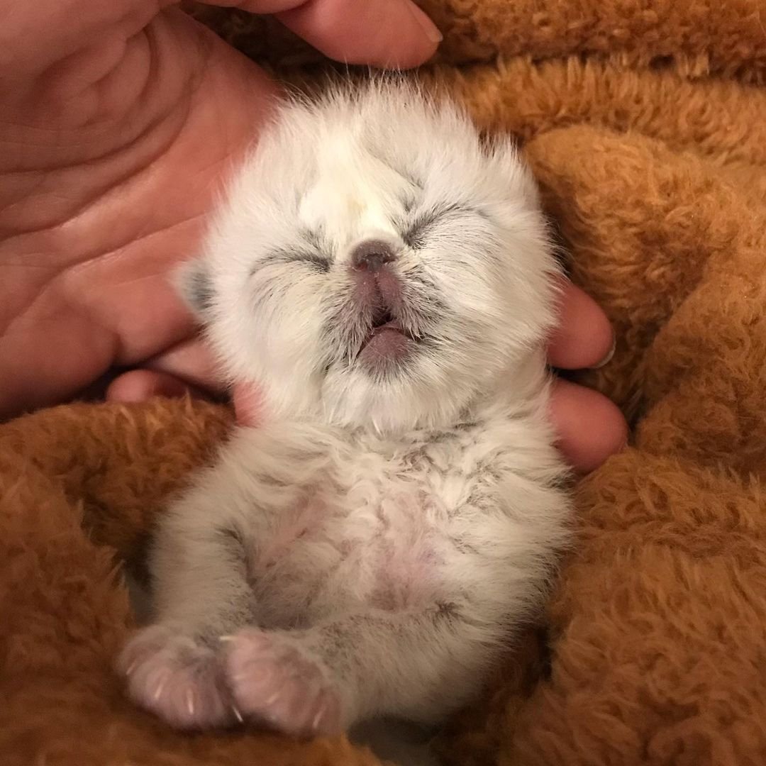 Gatito con el rostro de abuelo más lindo está decidido a conquistar a todos con su encanto 10 Gatito con el rostro de abuelo