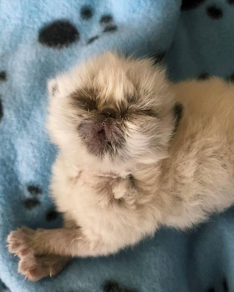 Gatito con el rostro de abuelo más lindo está decidido a conquistar a todos con su encanto 15 Gatito recién nacido