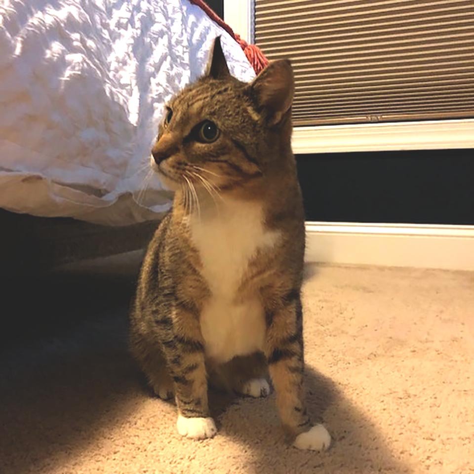 Gatito rescatado