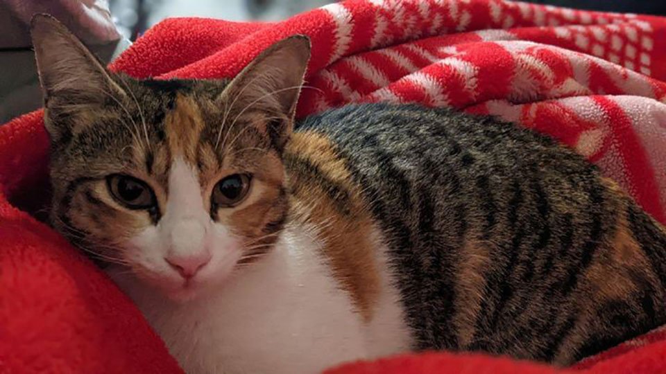 Gatita aparece cada vez que un hombre visita la cafetería y un día insistió en ir a casa con él 6 Gatito y hombre de cafetería