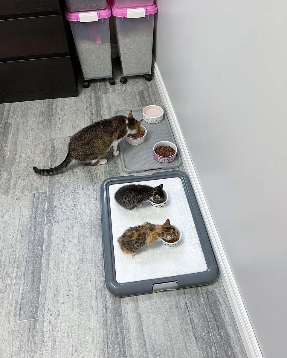 Gata visita a una vecina que fue amable con ella para que sus gatitos puedan vivir mejor 17 Gatitos comiendo en sus tazones