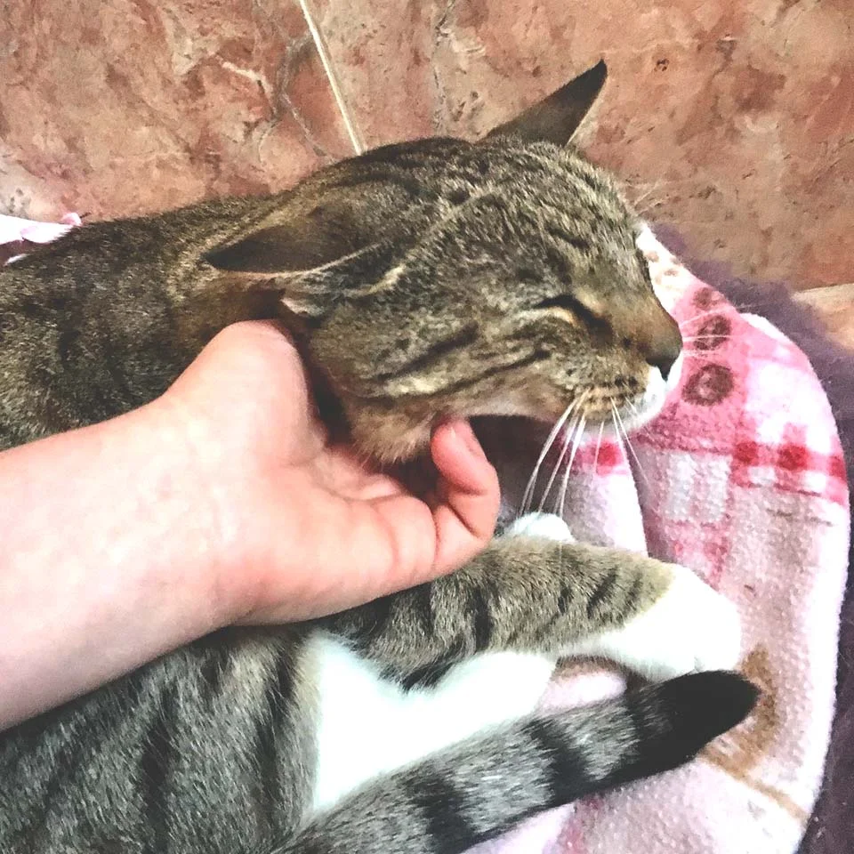 Gato atigrado