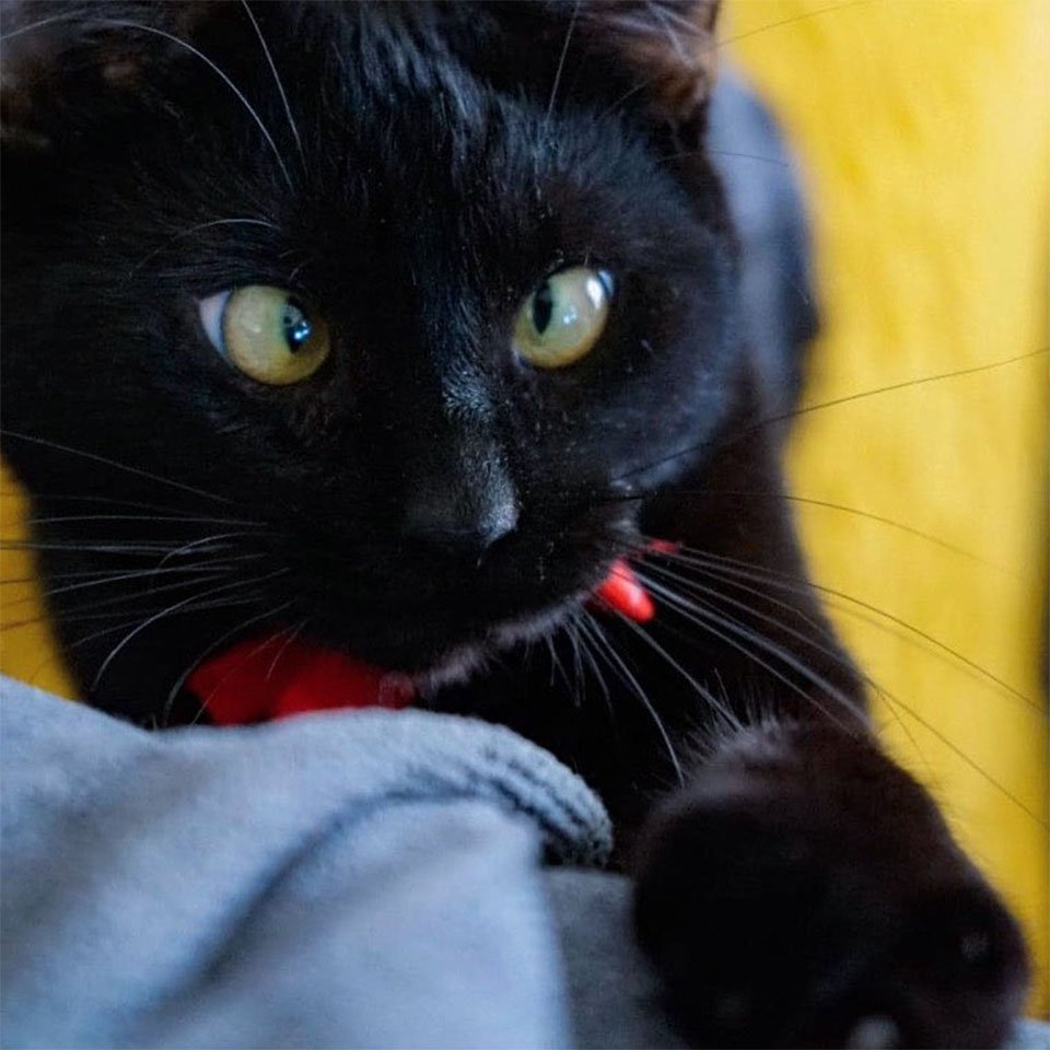 Gatito bizco encontró su camino desde vagar por las calles hasta vivir la mejor vida 16 Gato bizco encontró hogar