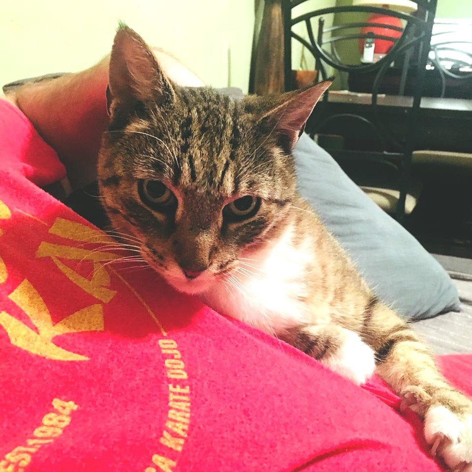 Felino consentido