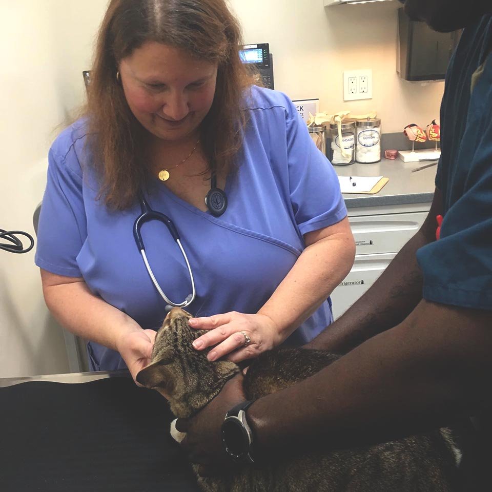 Gato en el veterinario