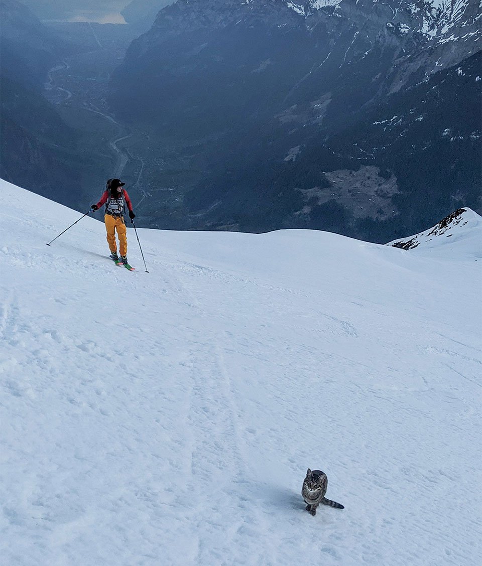 Gato perdido sigue a excursionistas hasta la cima de una montaña en Suiza 10 Gato en la cima