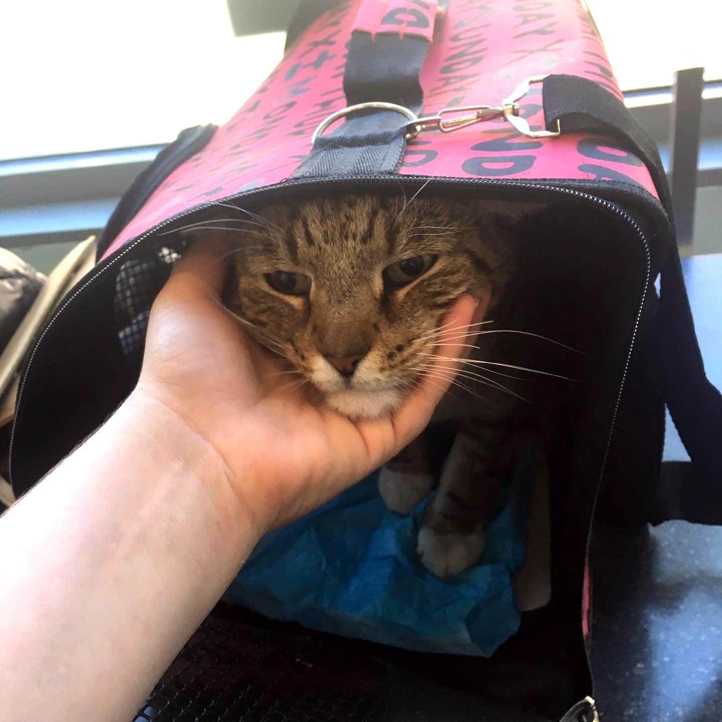 Gato en su transportador