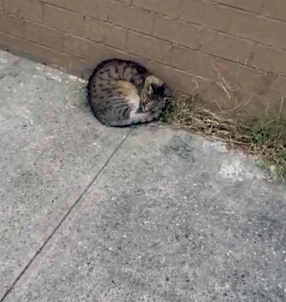Gato encontrado en las calles