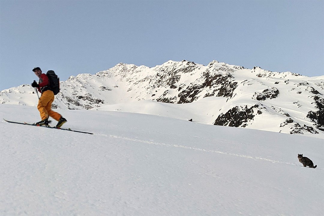 Gato perdido sigue a excursionistas hasta la cima de una montaña en Suiza 8 Gato sigue excursionistas suiza