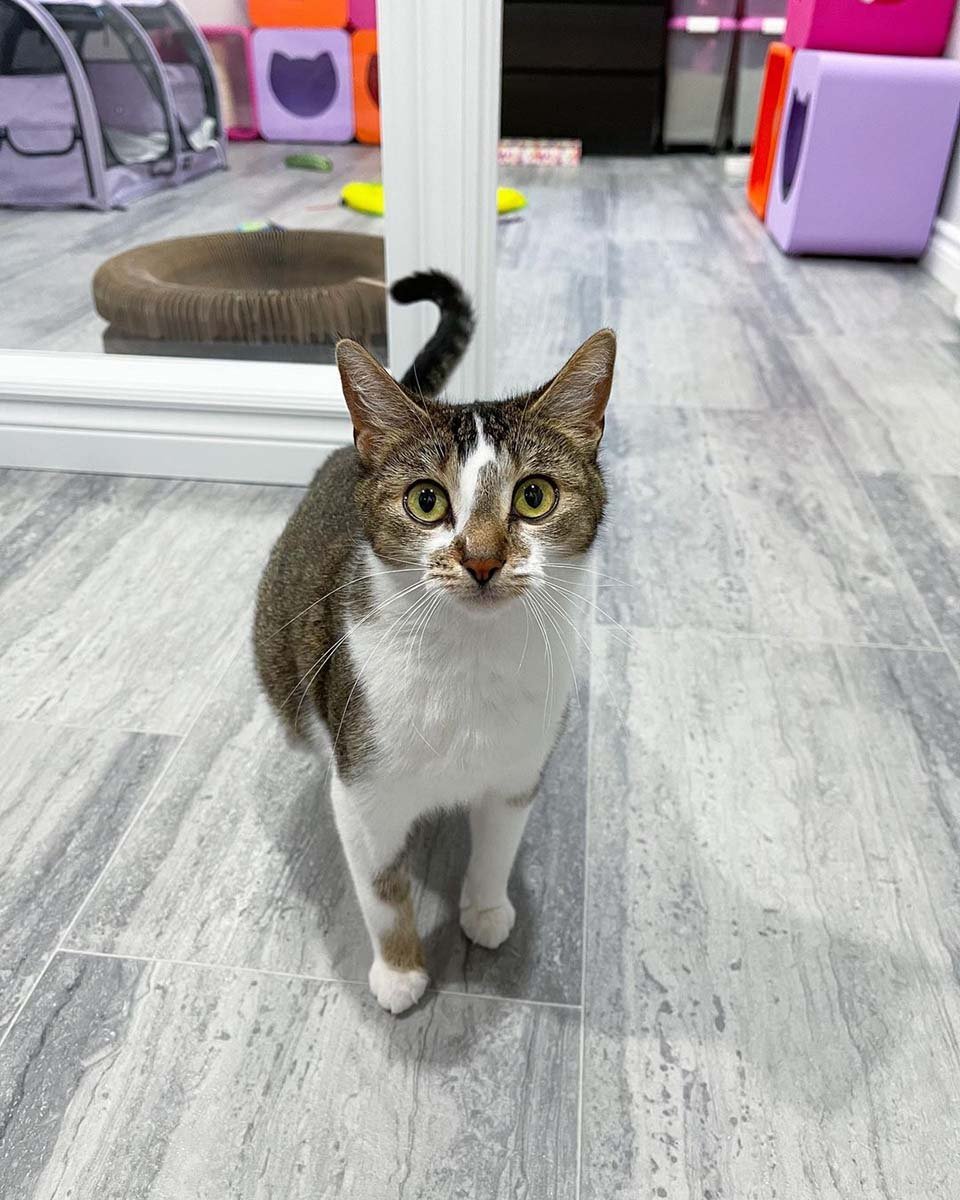 Gata visita a una vecina que fue amable con ella para que sus gatitos puedan vivir mejor 20 Hermosa gata visita a vecina