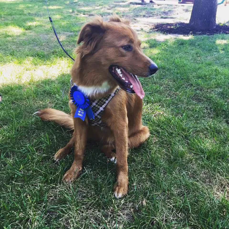 Perrita espera junto a la cerca todos los días a que la vecina la acaricie 1 Hermosa perrita