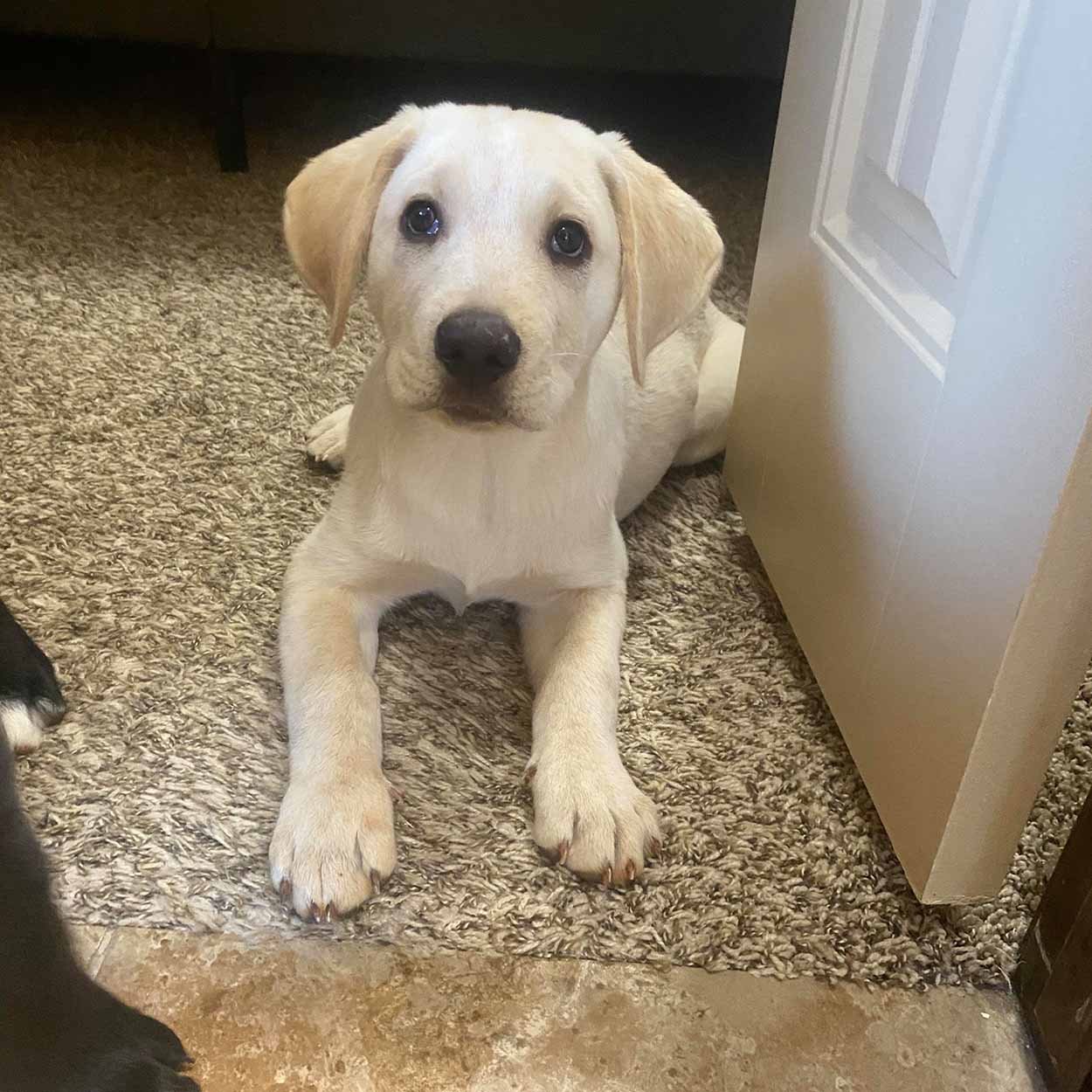 Cachorro es atrapado "con las manos en la masa" orquestando una fuga 6 Hermoso cachorro