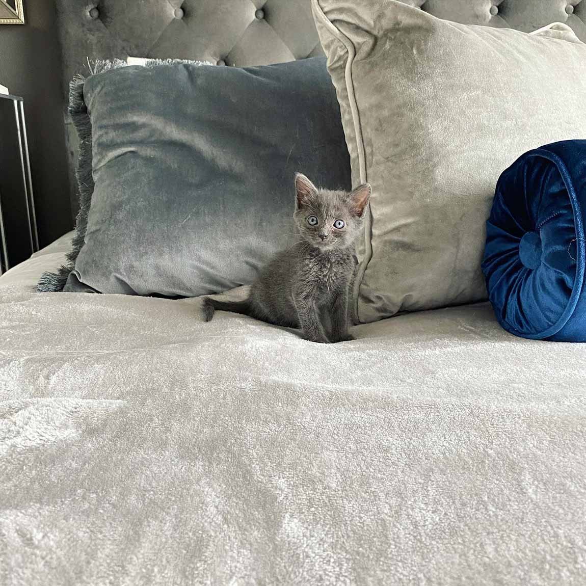 Gatita rescatada insiste en permanecer cerca de la persona que le salvó la vida 15 Hermoso felino bebé