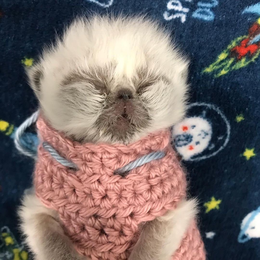 Gatito con el rostro de abuelo más lindo está decidido a conquistar a todos con su encanto 13 Hermoso gatito con cara de abuelo