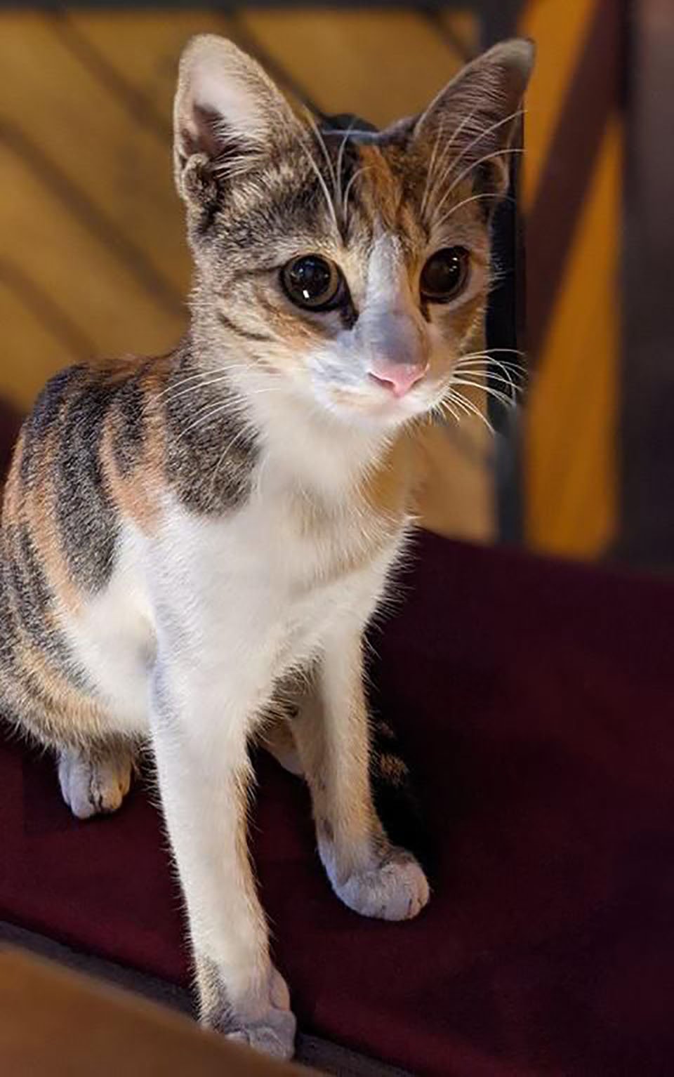 Gatita aparece cada vez que un hombre visita la cafetería y un día insistió en ir a casa con él 8 Hermoso gatito