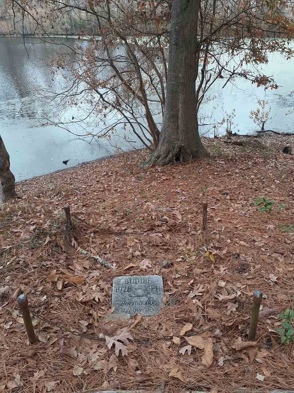 Chico descubre la tumba de un perro de hace 80 años que lo deja en lágrimas 5 Hombre descubre tumba de un perro de 80 años