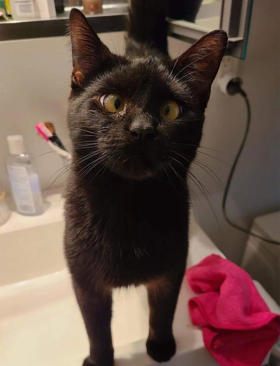 Gatito bizco encontró su camino desde vagar por las calles hasta vivir la mejor vida 12 Lindo Biglou