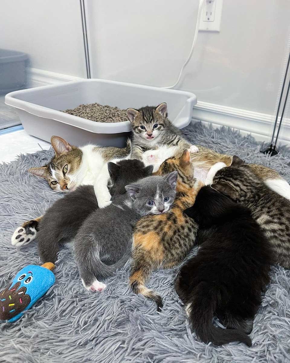 Gata visita a una vecina que fue amable con ella para que sus gatitos puedan vivir mejor 13 Mamá gata amamantando