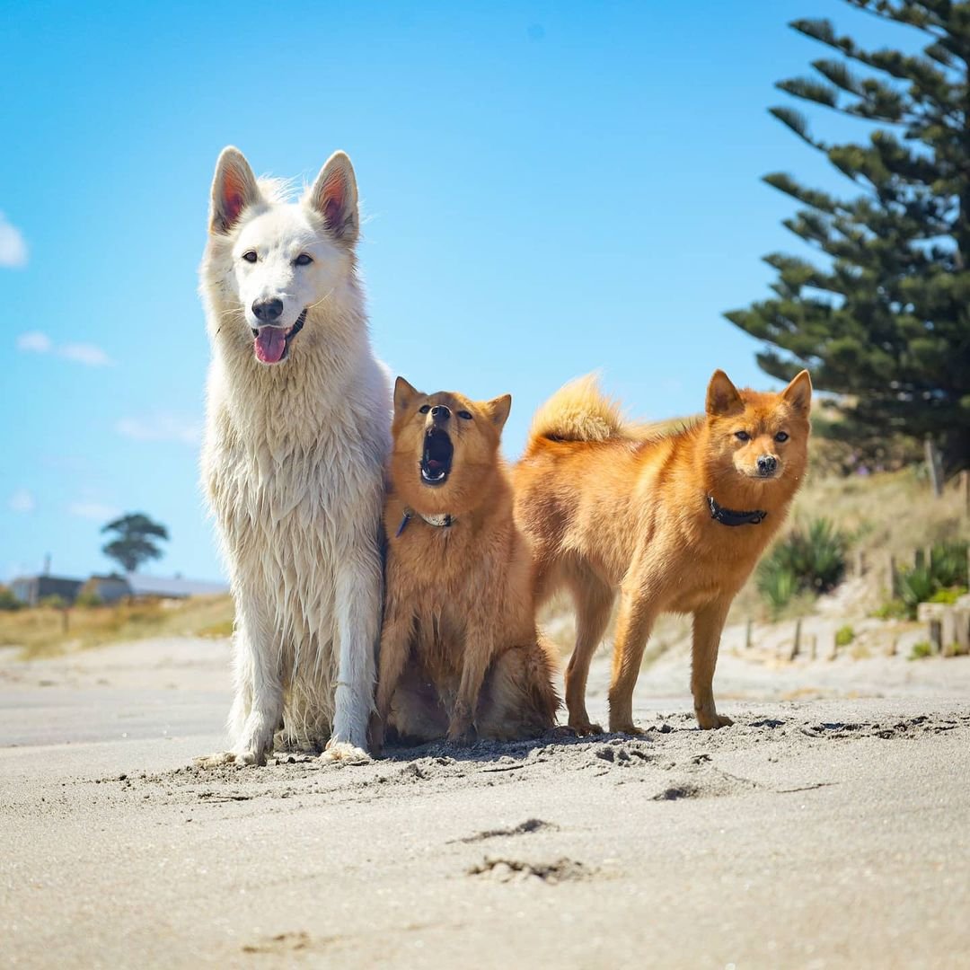 Perrita ama tanto la playa que no puede dejar de saltar de alegría 8 Mascotas disfrutando de la playa
