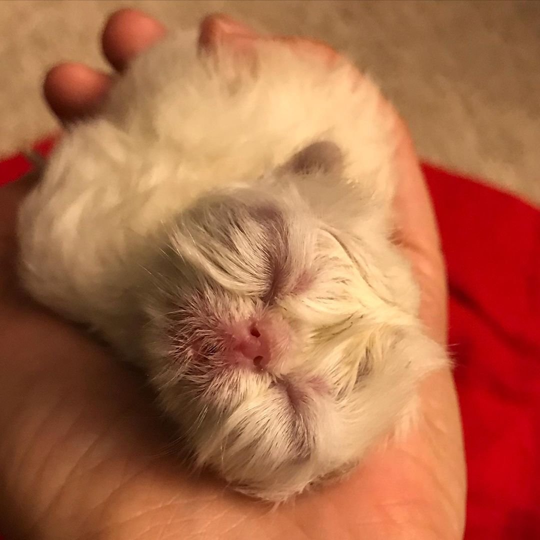 Gatito con el rostro de abuelo más lindo está decidido a conquistar a todos con su encanto 9 Pequeño gatito blanco