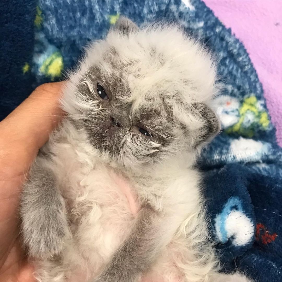 Gatito con el rostro de abuelo más lindo está decidido a conquistar a todos con su encanto 12 Pequeño gatito himalayo