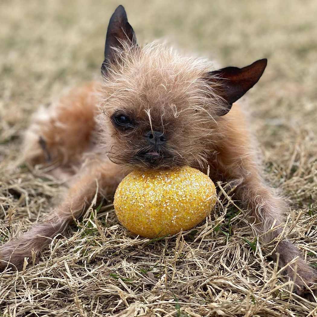 Perrito con apariencia de pequeño murciélago