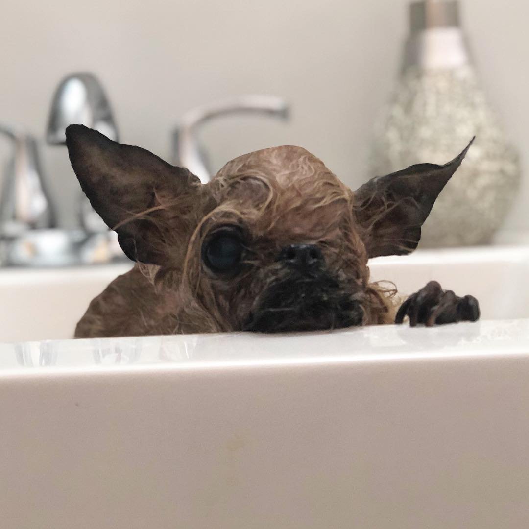 Perrito que parece un pequeño murciélago