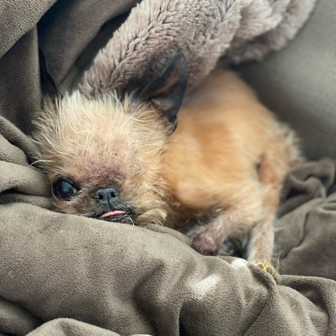 Perrito sin un ojito
