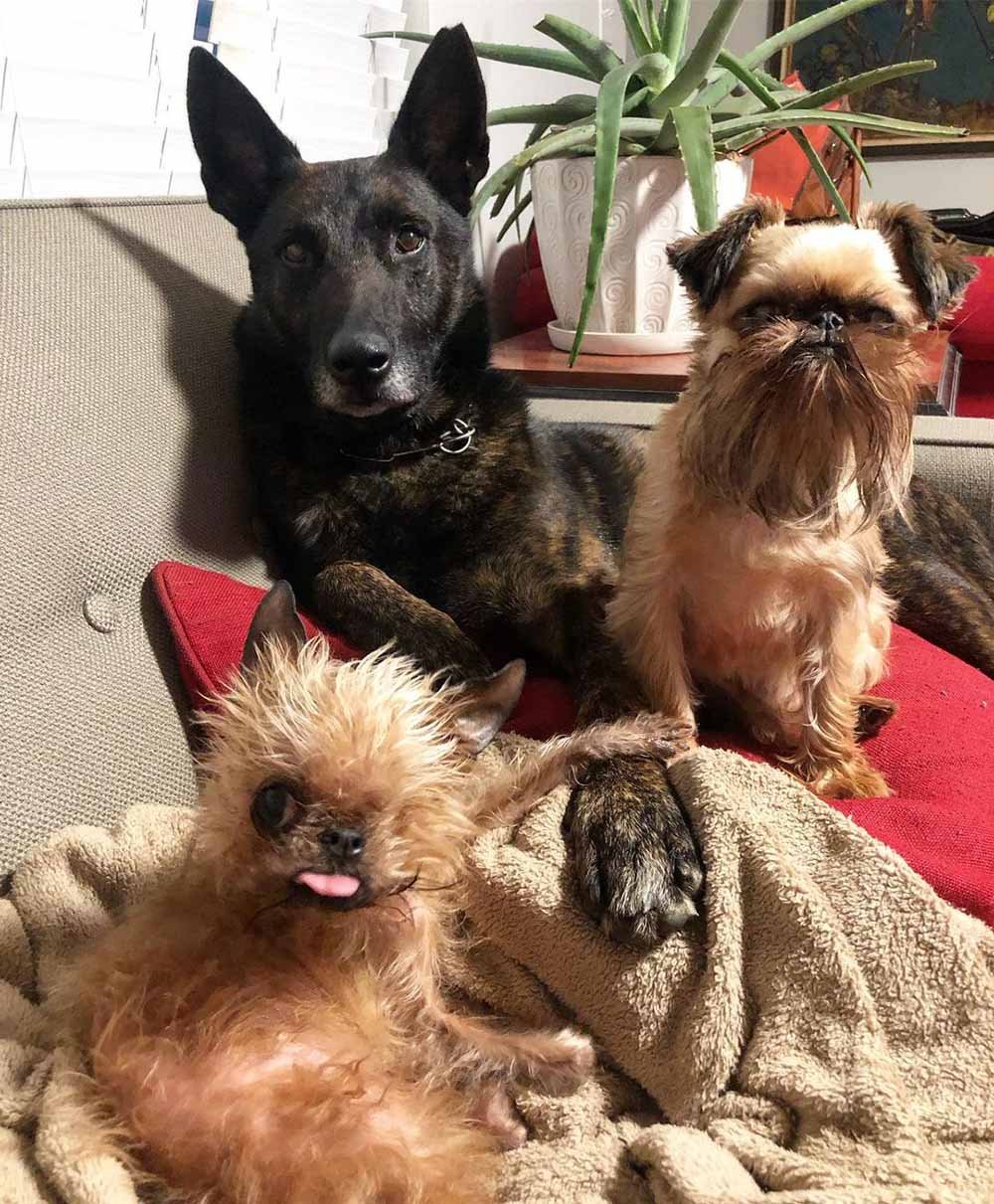 Perritos en el sofá