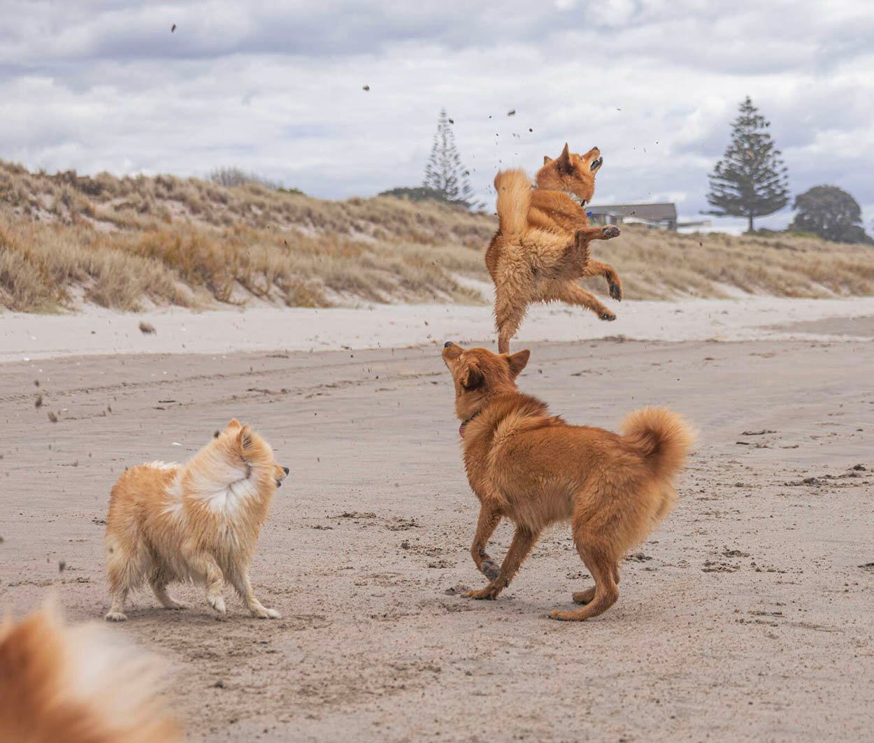 Perrita ama tanto la playa que no puede dejar de saltar de alegría 6 Perro ama tanto la playa y no puede dejar de saltar