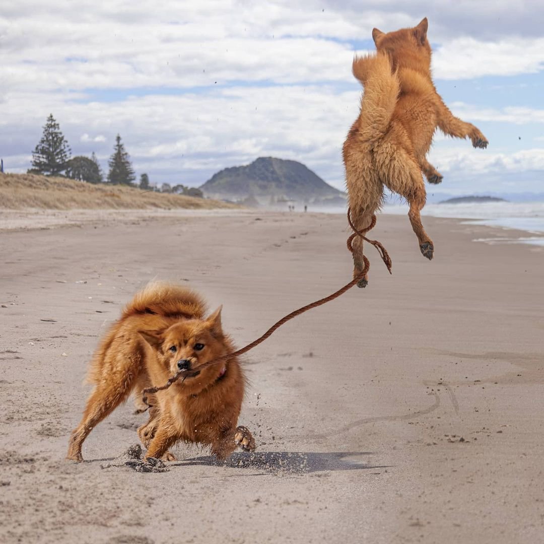 Perrita ama tanto la playa que no puede dejar de saltar de alegría 5 Perro ama tanto la playa