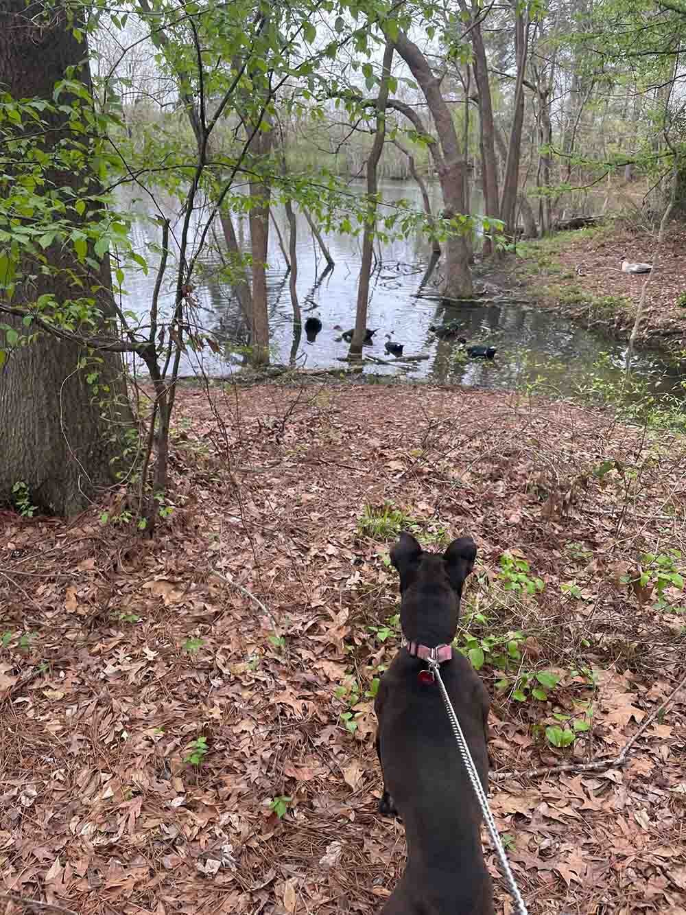 Chico descubre la tumba de un perro de hace 80 años que lo deja en lágrimas 4 Perro observa aves de un lago