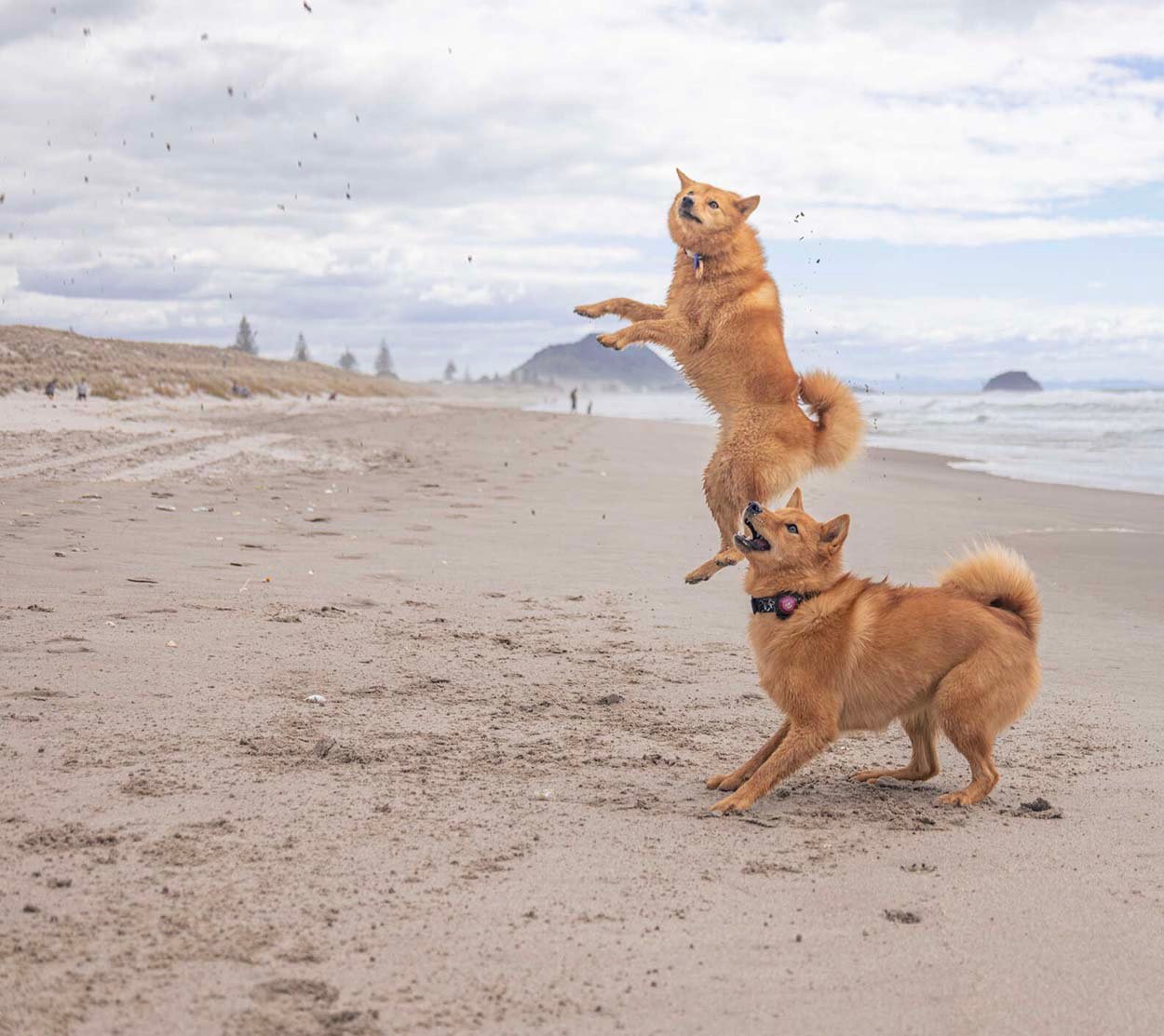 Perrita ama tanto la playa que no puede dejar de saltar de alegría 7 Perros en la playa