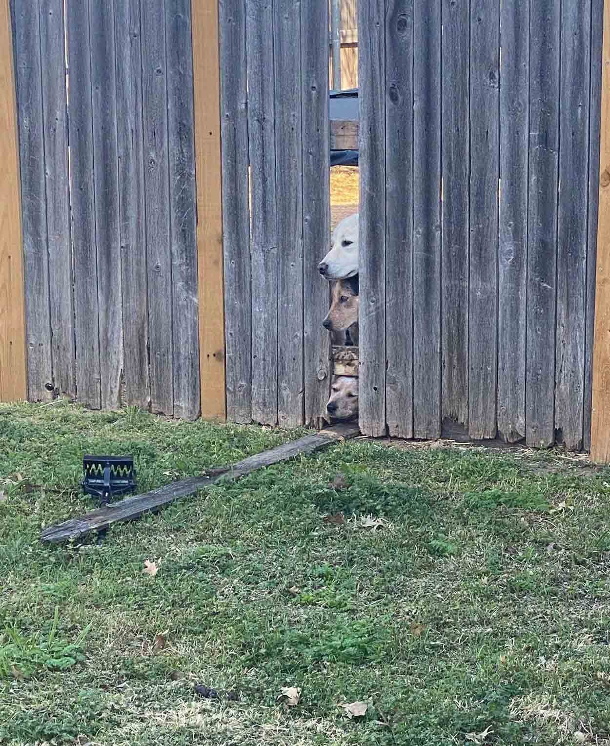 Cachorro es atrapado "con las manos en la masa" orquestando una fuga 8 Perros intentando cruzar la cerca