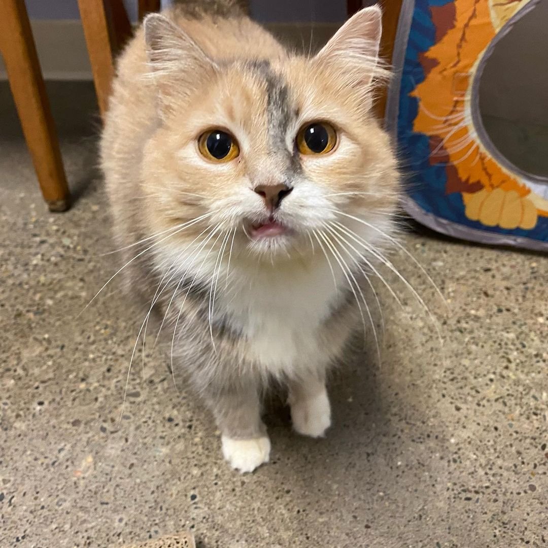 Gatita de dulce sonrisa quiere que la gente la note mientras espera la casa de sus sueños 12 Gatita de dulce sonrisa busca hogar
