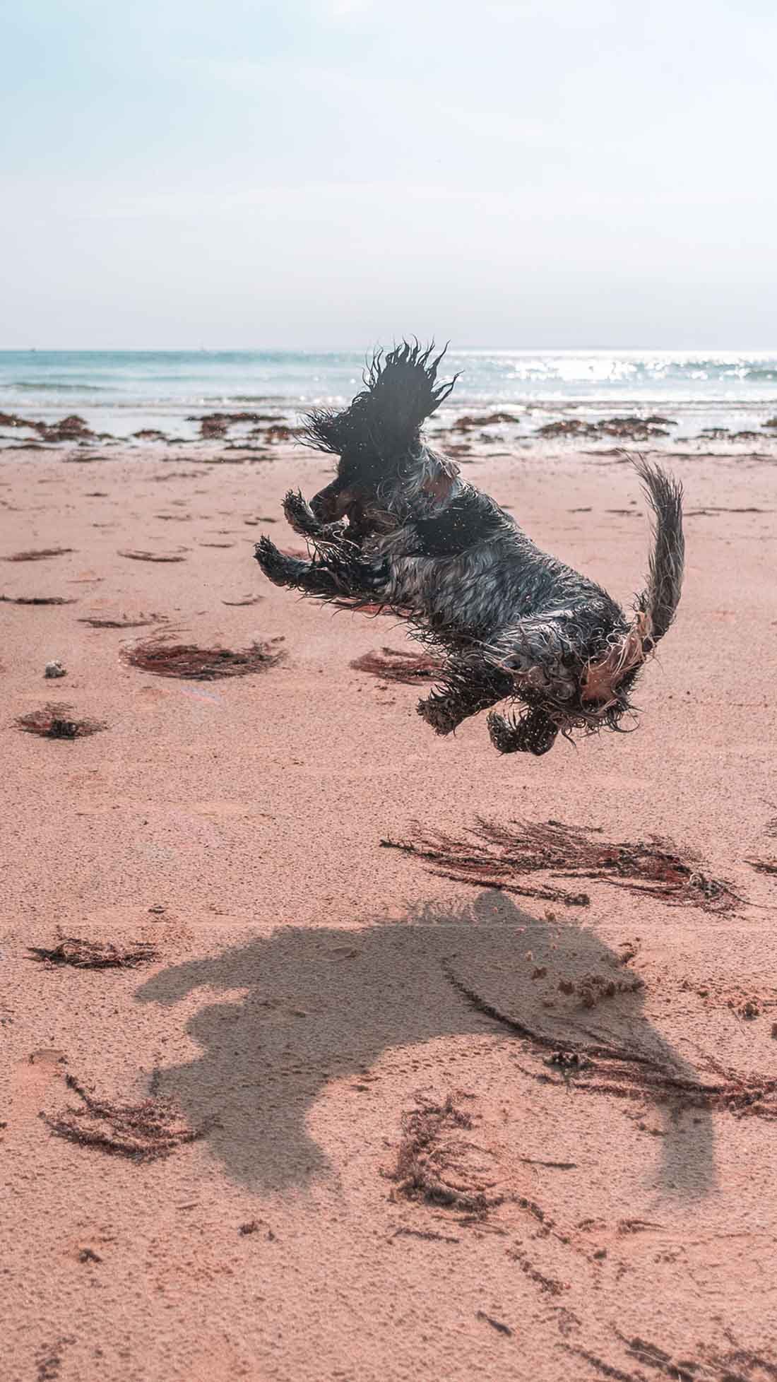 Perro le demuestra a todos lo mucho que ama ir a la playa 9 Divertido perro saltando
