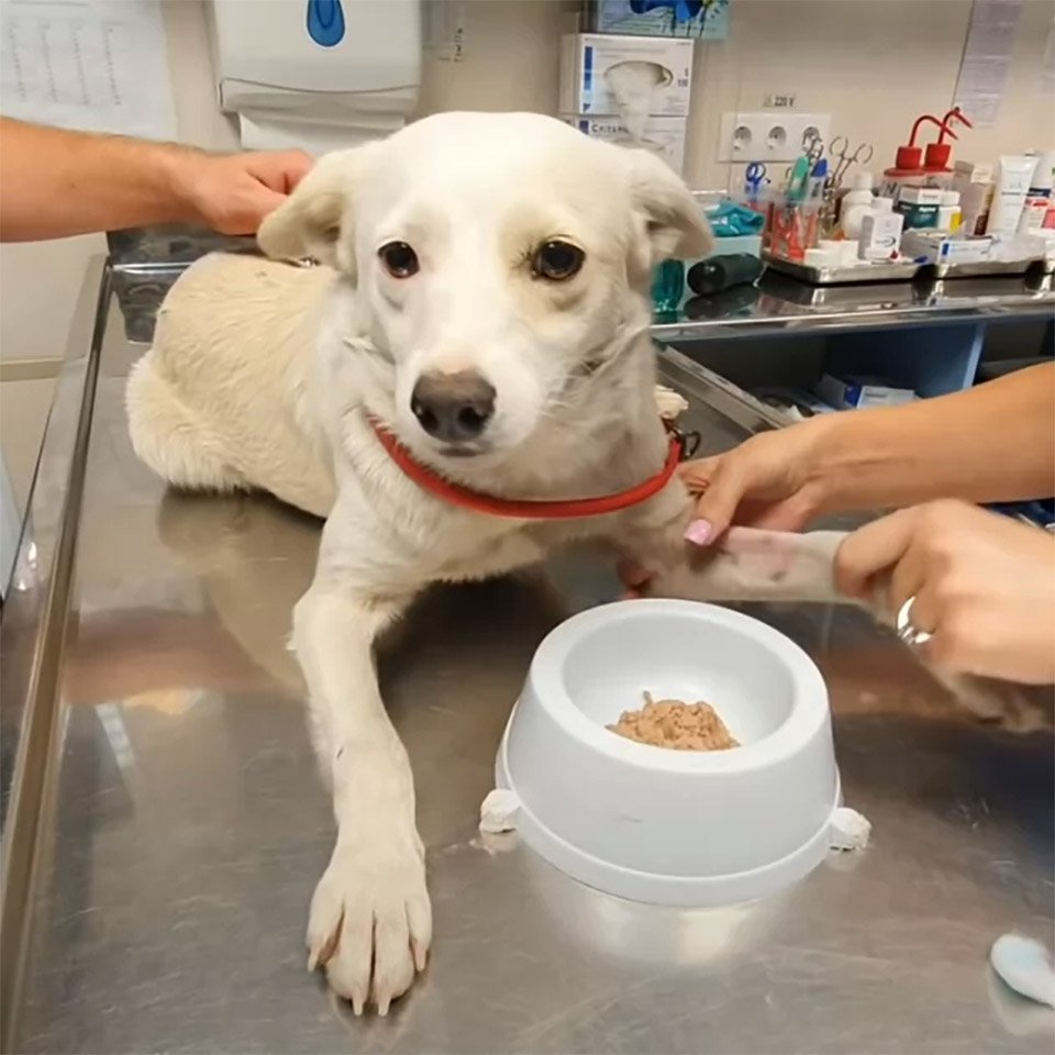 Dulce perrita deambulaba veterinario