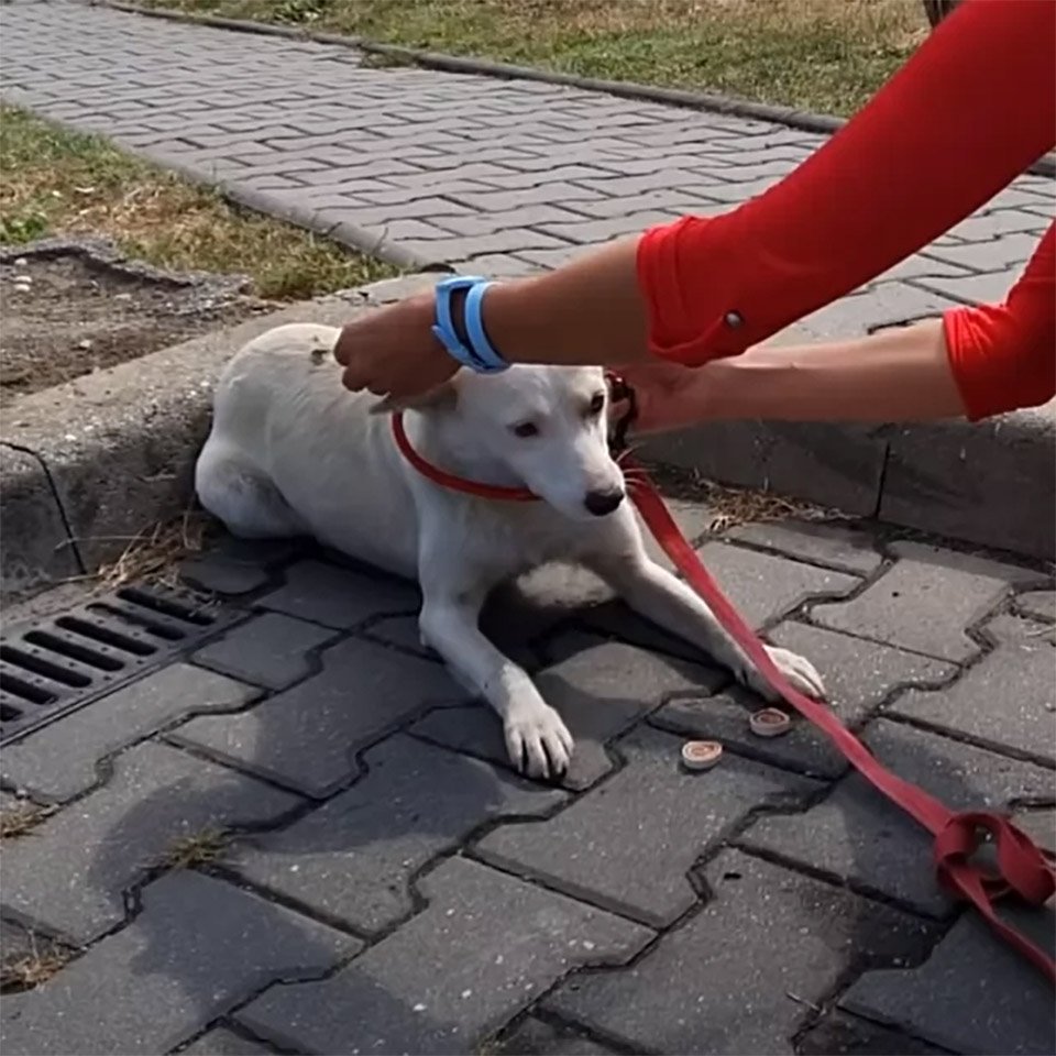 Dulce perrita que deambulaba