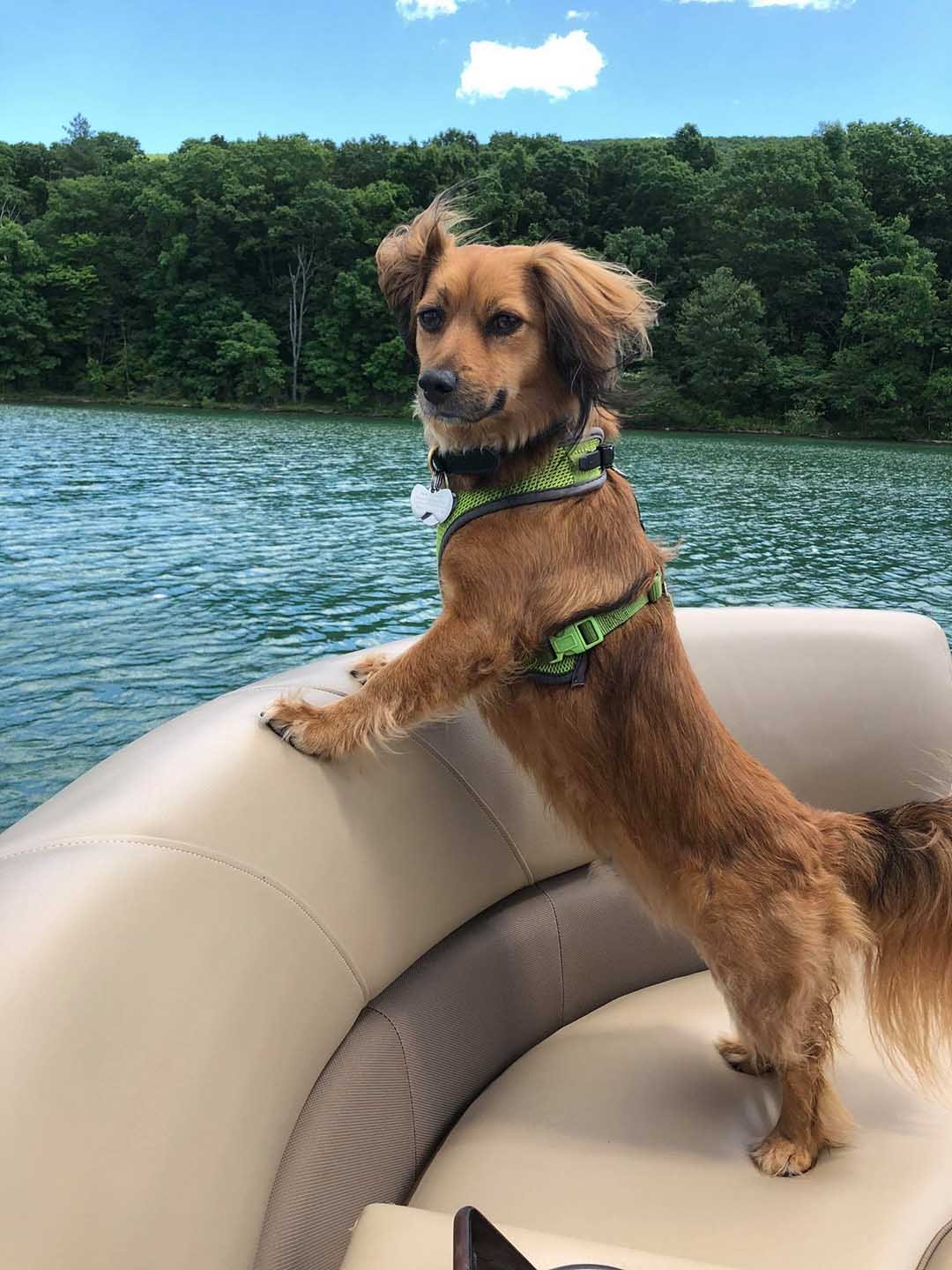 Perro no deja de sonreír después de conseguir una silla a juego con la de su mamá 7 Franklin