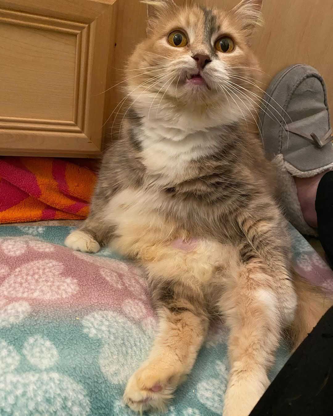 Gatita de dulce sonrisa quiere que la gente la note mientras espera la casa de sus sueños 13 Gatita de dulce sonrisa